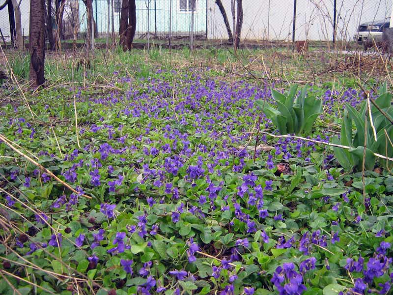 Изображение особи Viola odorata.