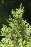 Xanthocyparis vietnamensis