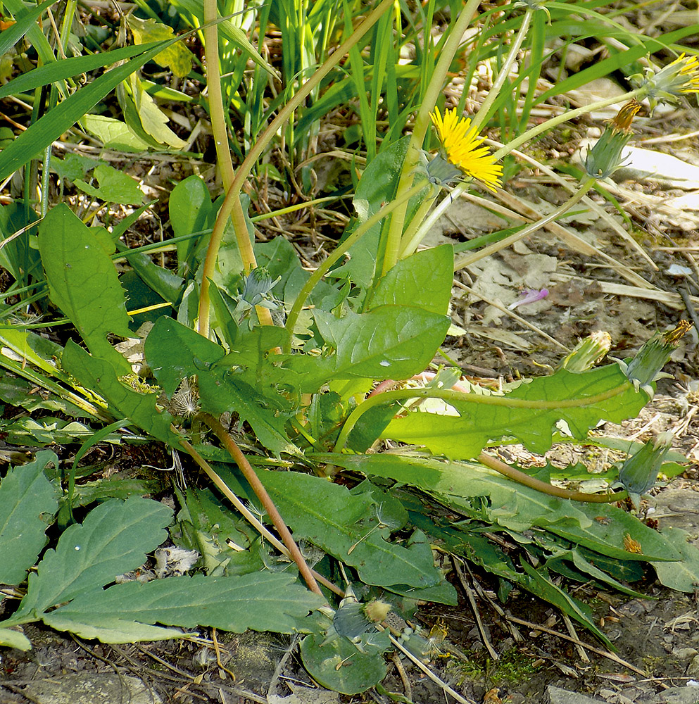 Изображение особи Taraxacum microlobum.