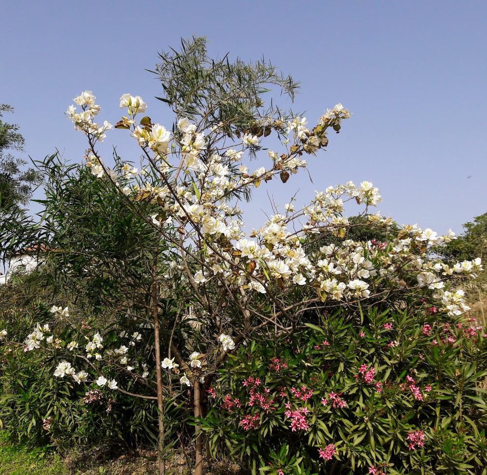 Изображение особи Bauhinia variegata.