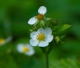 Fragaria vesca