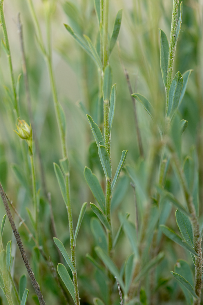 Image of Linum czernjajevii specimen.