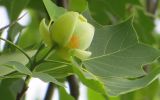 Liriodendron tulipifera