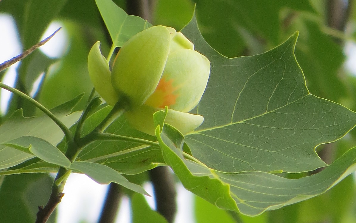 Изображение особи Liriodendron tulipifera.