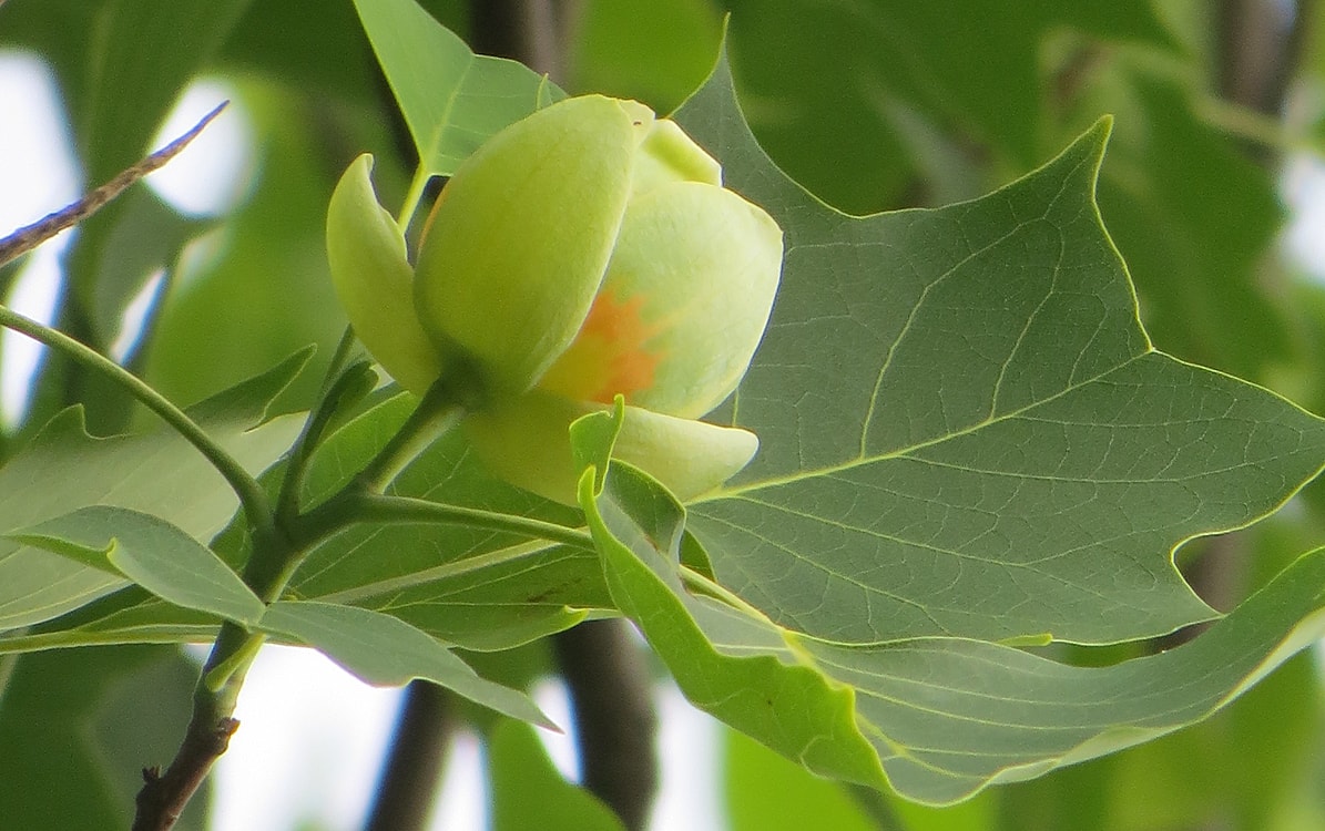 Image of Liriodendron tulipifera specimen.