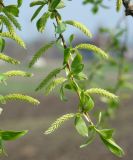 Salix euxina