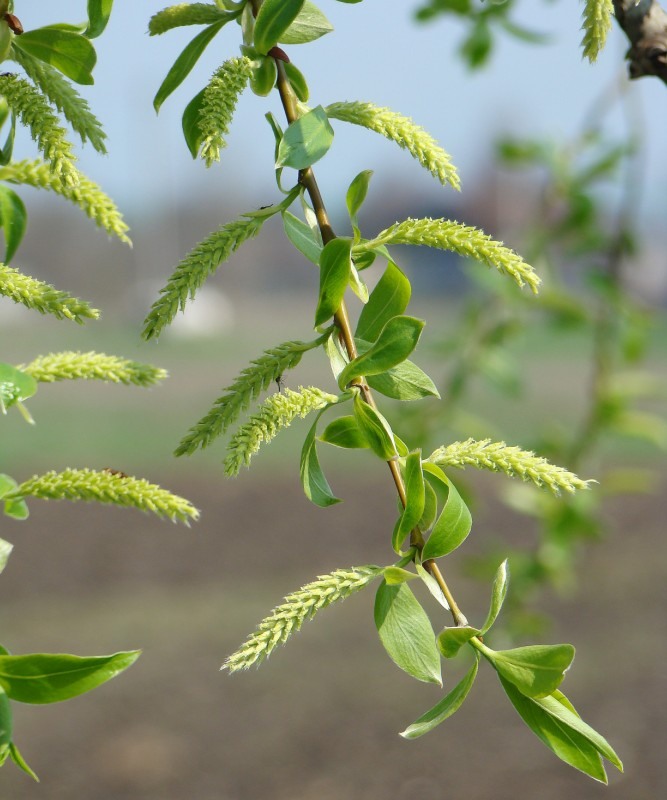 Image of Salix euxina specimen.