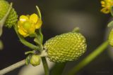 Ranunculus sceleratus