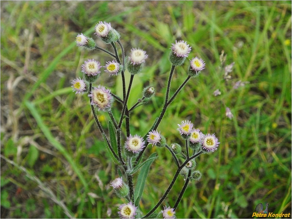 Image of Erigeron acris specimen.