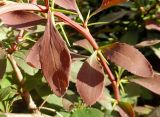 Berberis form atropurpurea