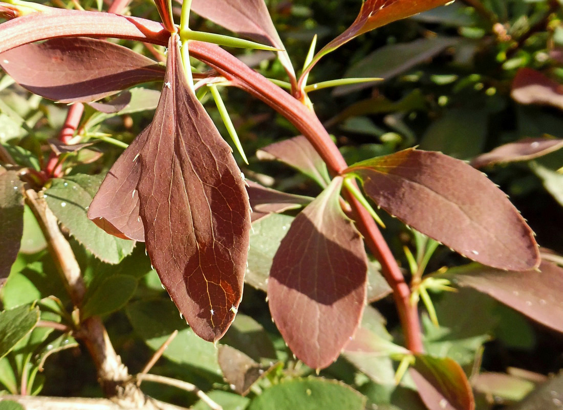 Изображение особи Berberis vulgaris f. atropurpurea.