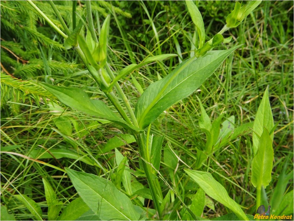 Image of Knautia dipsacifolia specimen.