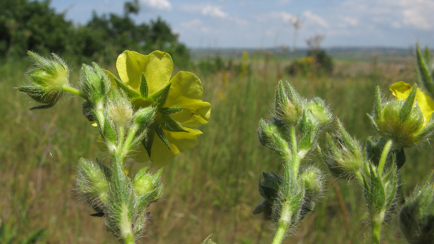 Image of Potentilla recta ssp. pilosa specimen.