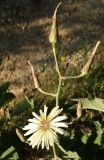 Lactuca tuberosa