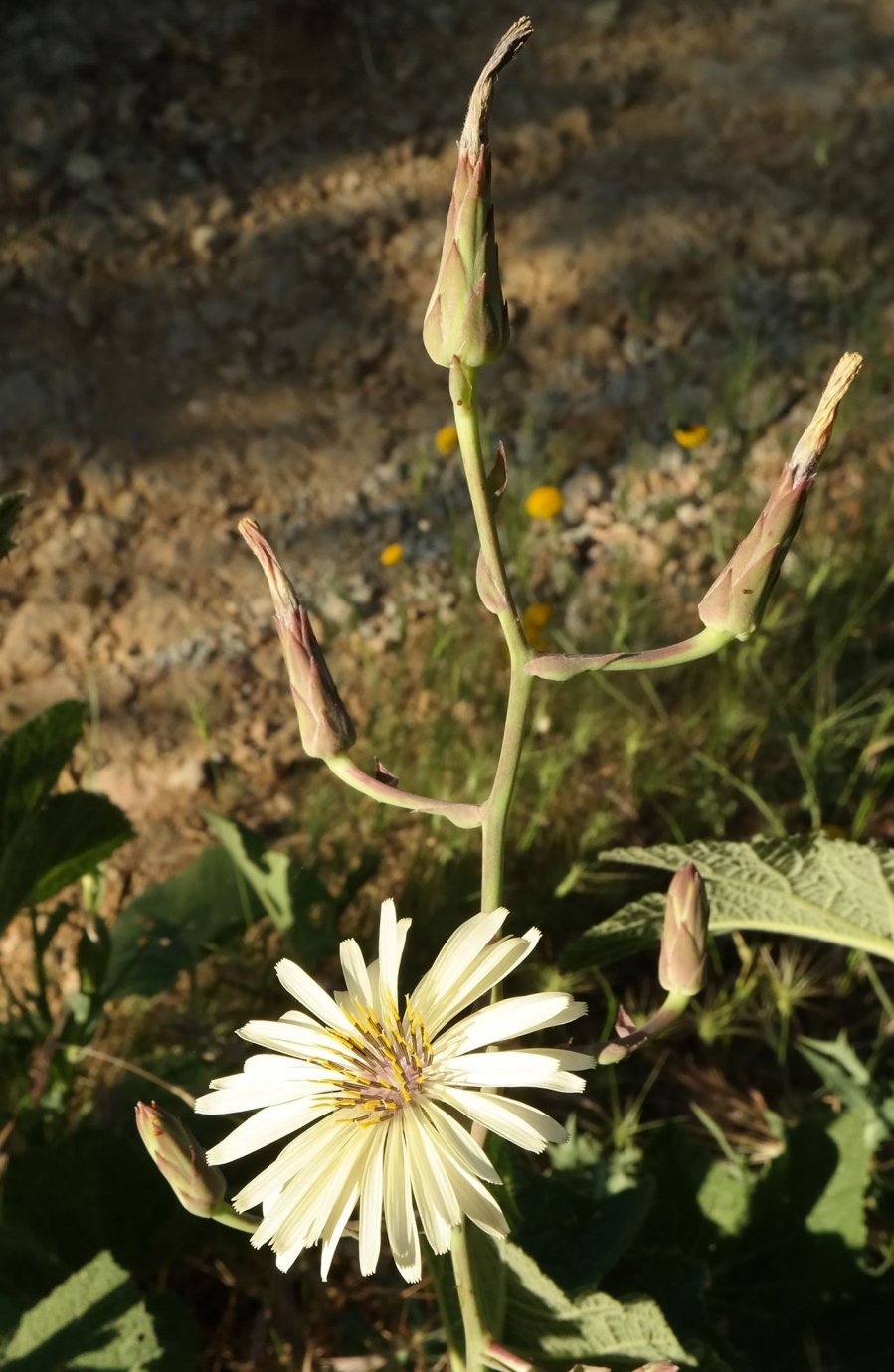 Изображение особи Lactuca tuberosa.