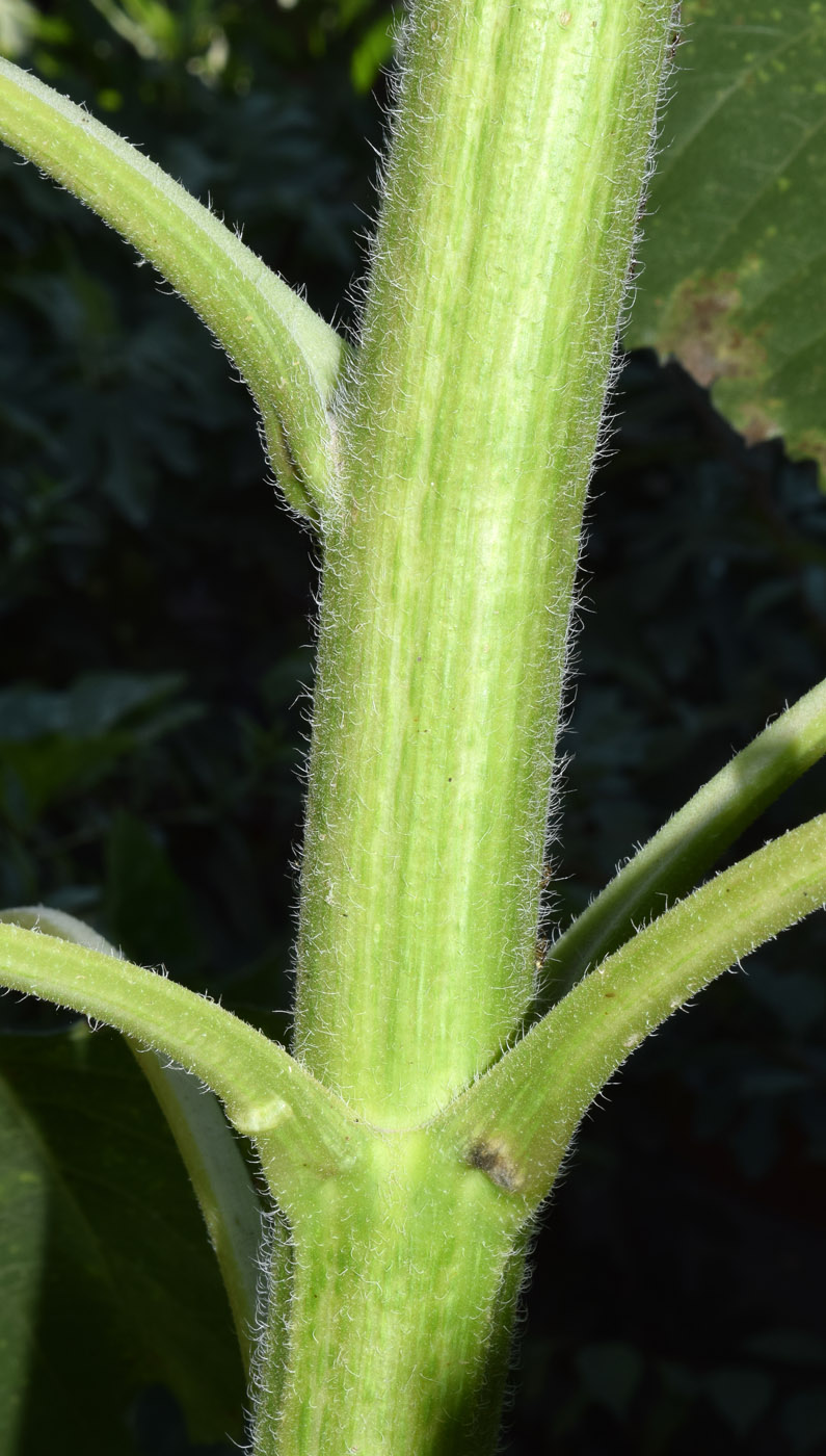 Image of Helianthus annuus specimen.