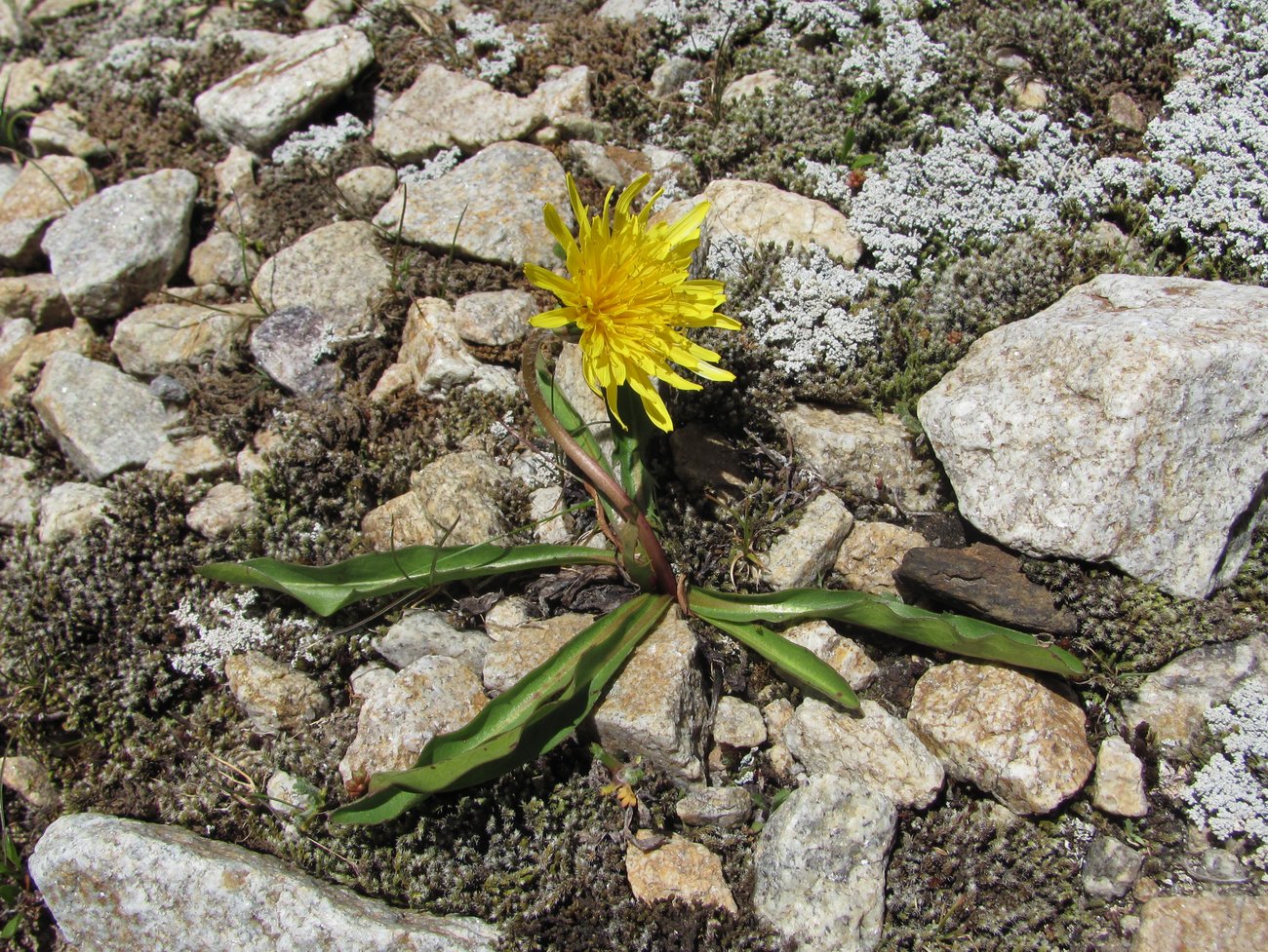 Image of Taraxacum stevenii specimen.