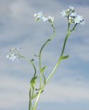 Myosotis nemorosa. Верхушка цветущего растения. Ленинградская обл., Тосненский р-н, между Тосно и Саблино, сырой луг. 14.06.2009.