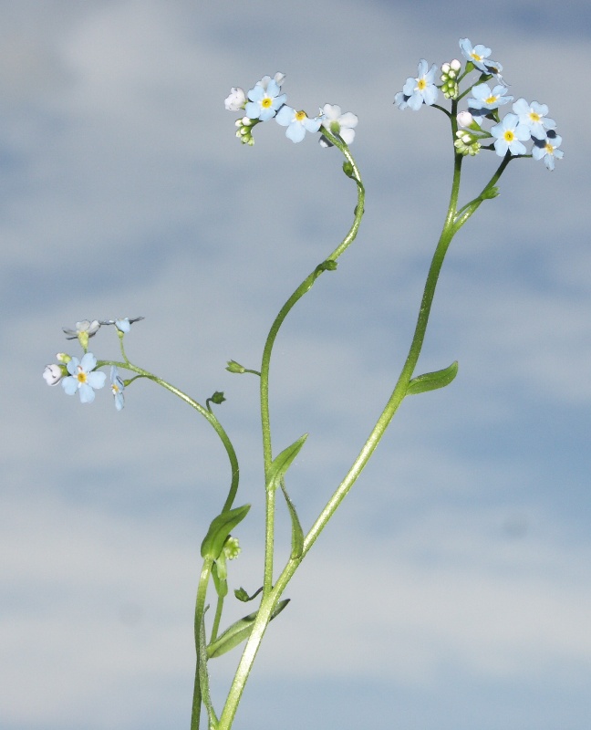 Image of Myosotis nemorosa specimen.