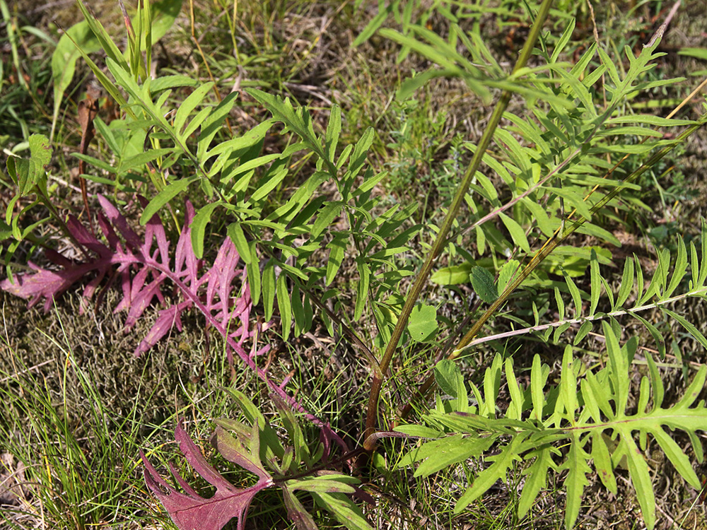 Image of Centaurea scabiosa specimen.