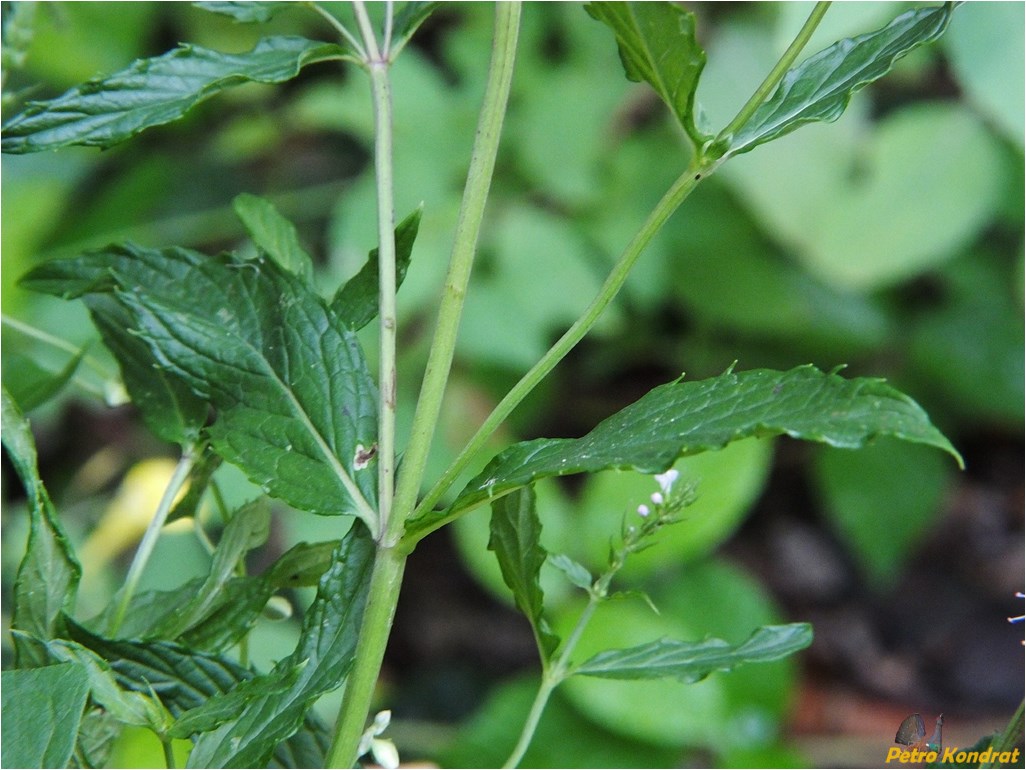 Image of Mentha &times; gracilis specimen.