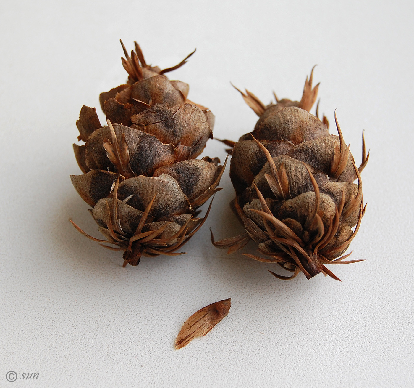 Image of Pseudotsuga menziesii specimen.