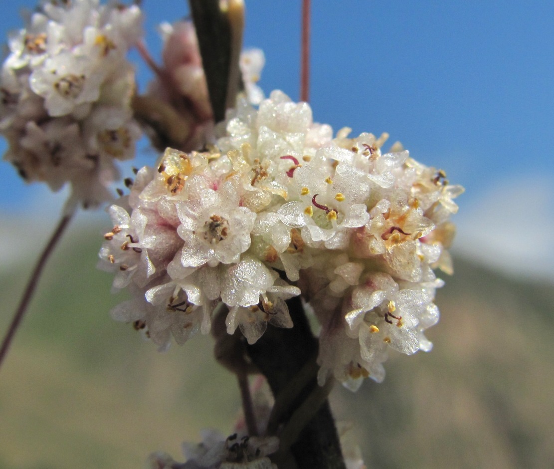 Image of Cuscuta epithymum specimen.