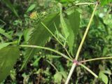 Bidens frondosa