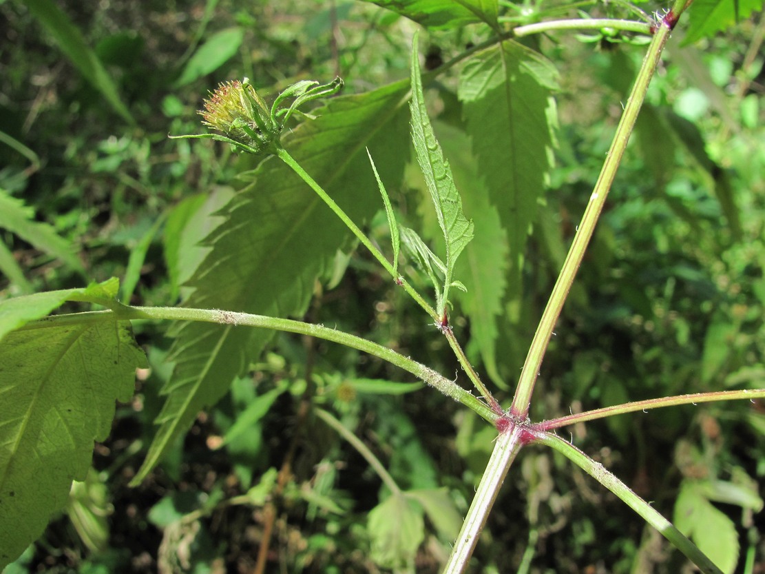 Изображение особи Bidens frondosa.