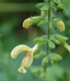 Salvia glutinosa