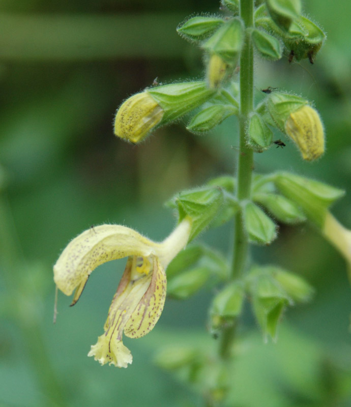 Изображение особи Salvia glutinosa.