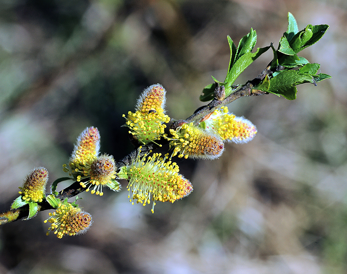 Image of Salix myrsinifolia specimen.