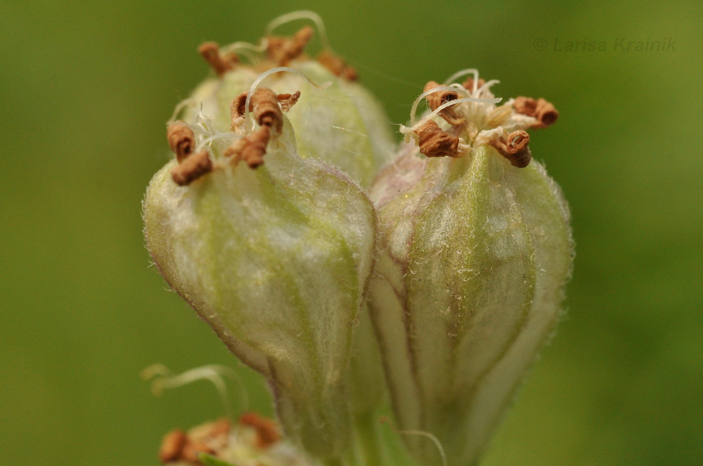 Image of Silene amoena specimen.