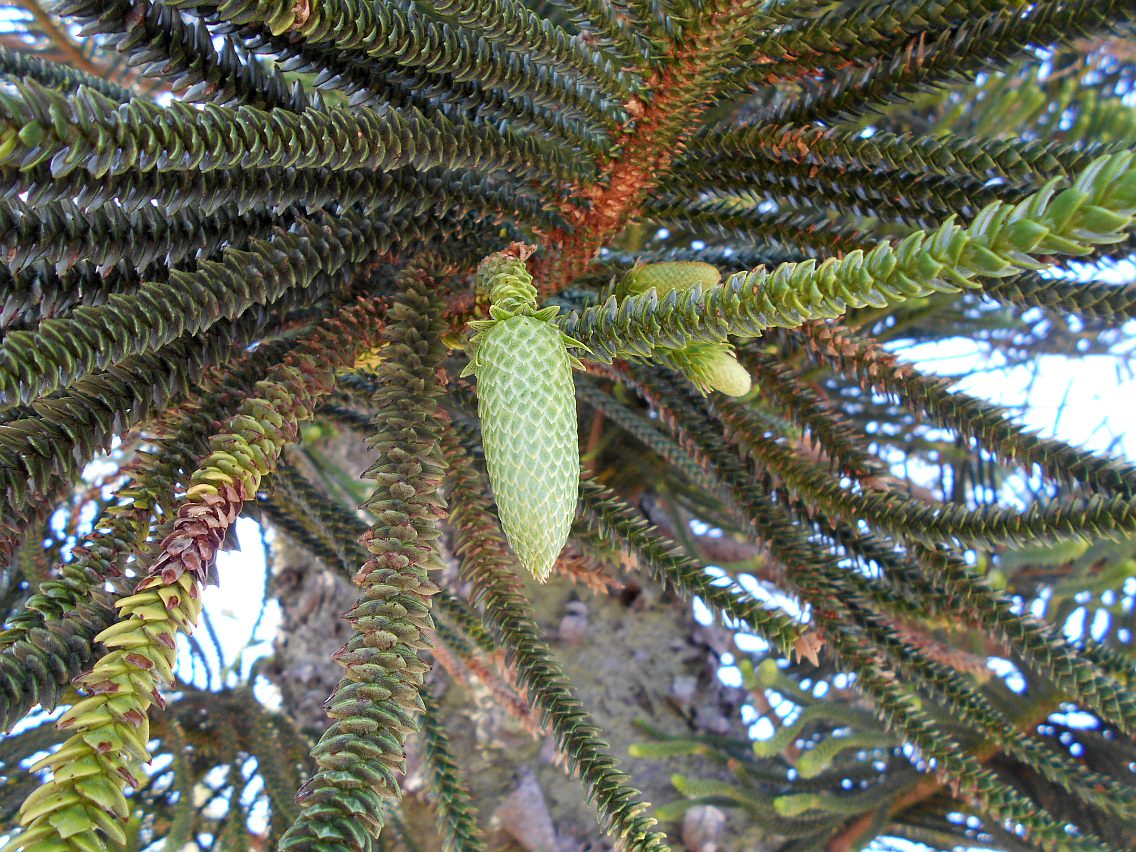 Image of Araucaria heterophylla specimen.