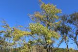 Phellodendron amurense