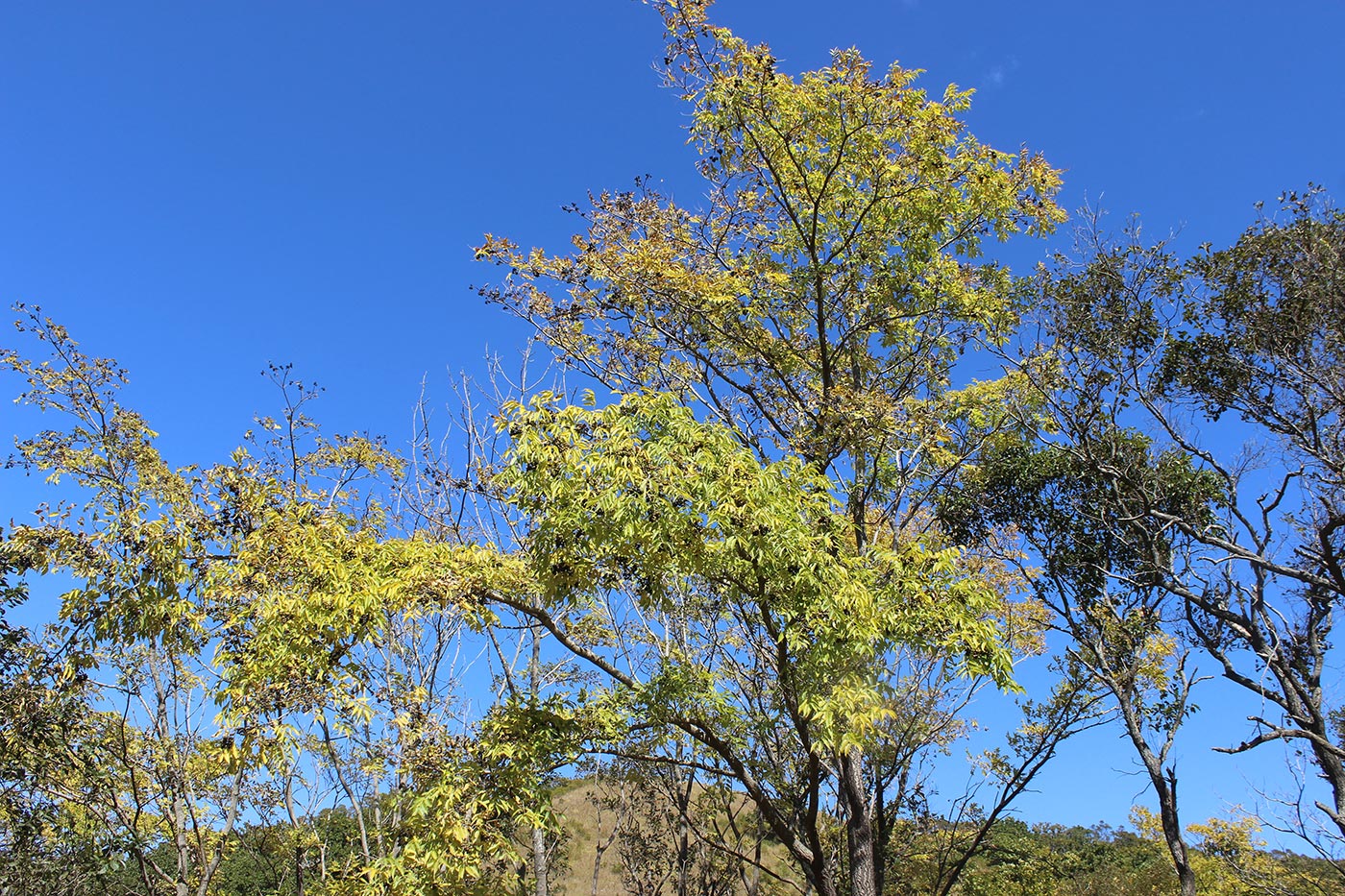 Image of Phellodendron amurense specimen.