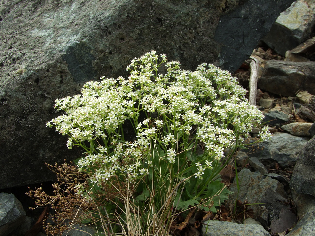 Изображение особи Micranthes punctata.