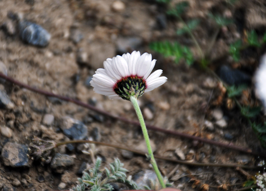 Image of Richteria pyrethroides specimen.