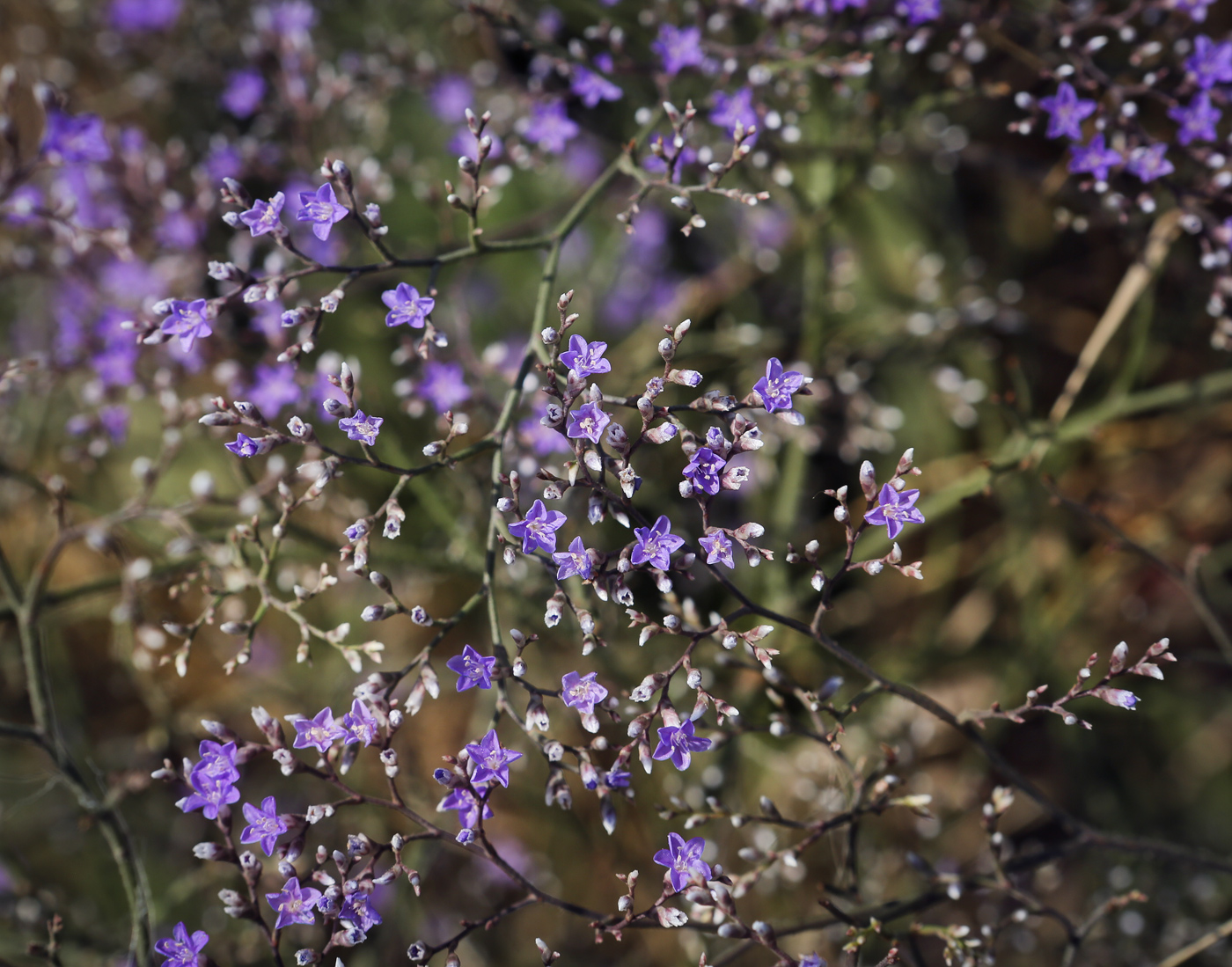 Изображение особи Limonium scoparium.