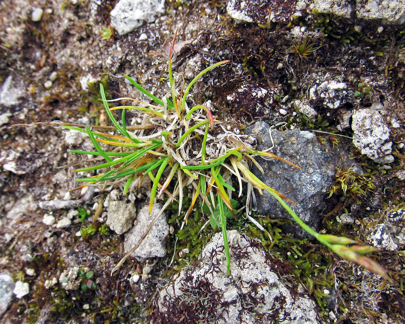 Image of Festuca brevissima specimen.