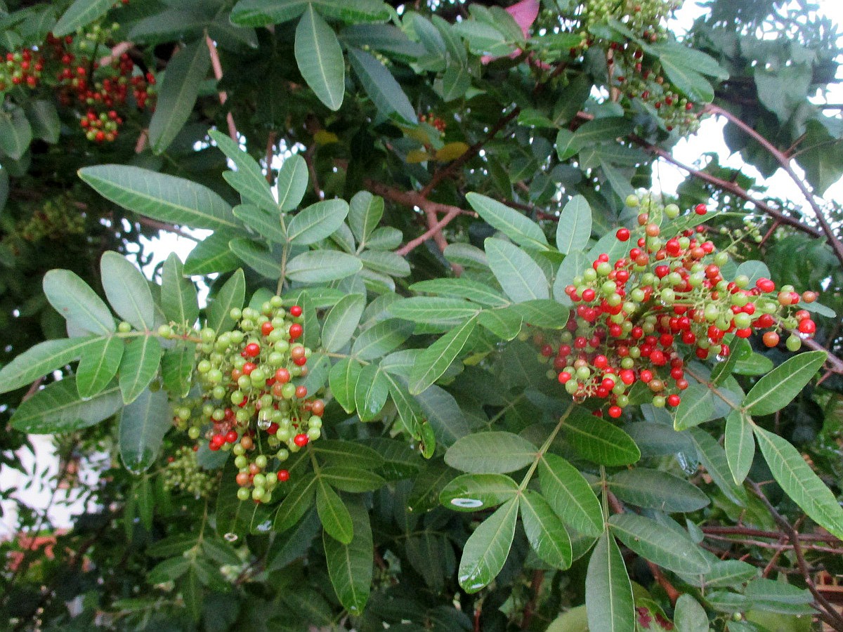 Изображение особи Schinus terebinthifolia.