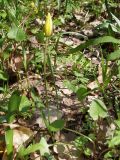Tulipa biebersteiniana