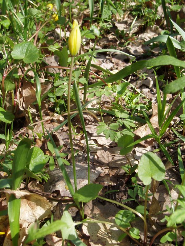 Изображение особи Tulipa biebersteiniana.