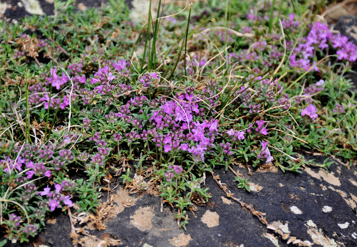 Изображение особи род Thymus.