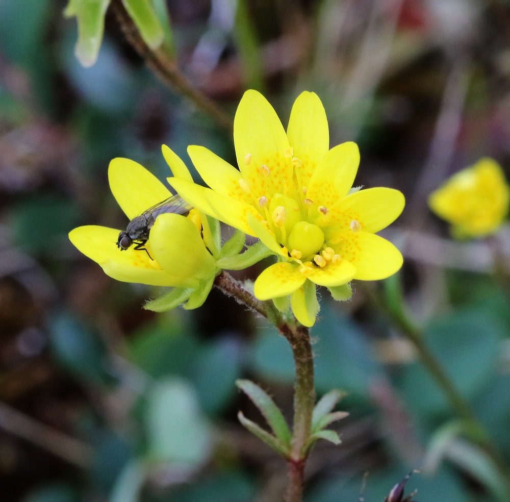 Изображение особи Saxifraga hirculus.