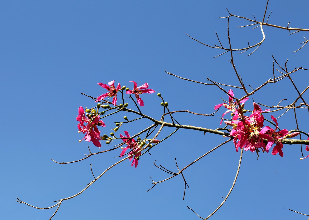 Изображение особи Ceiba speciosa.