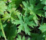 Trollius riederianus