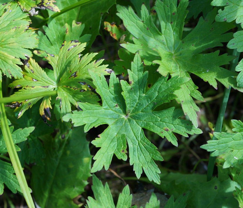 Image of Trollius riederianus specimen.