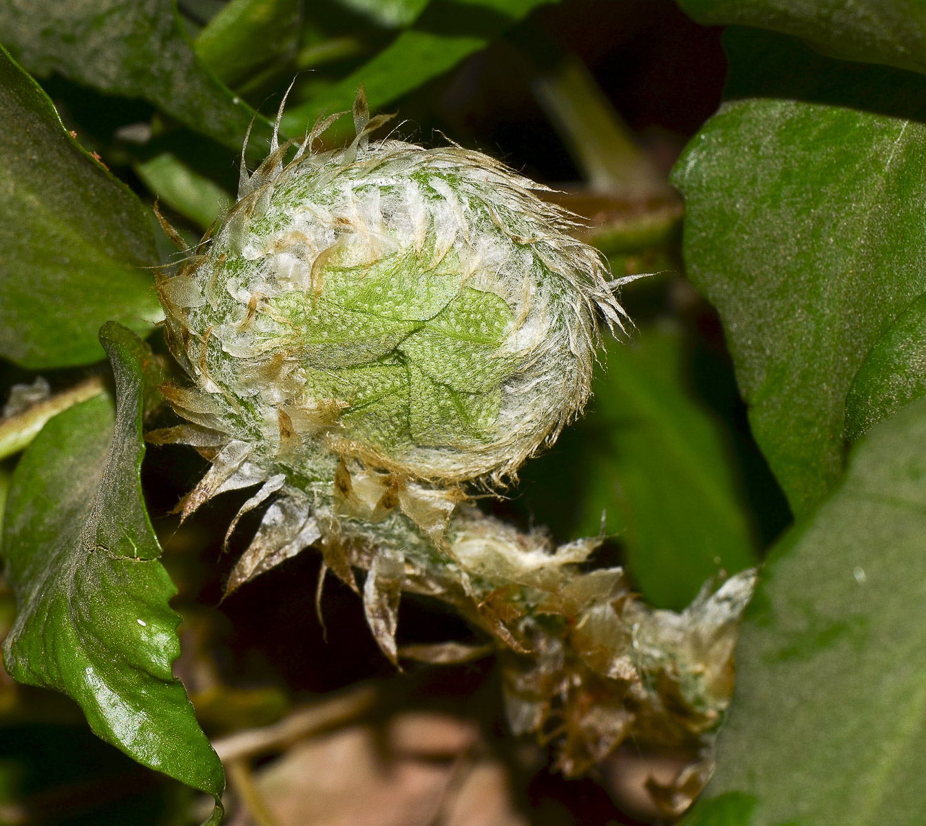 Image of Cyrtomium falcatum specimen.