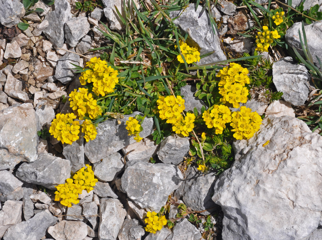 Изображение особи Alyssum oschtenicum.